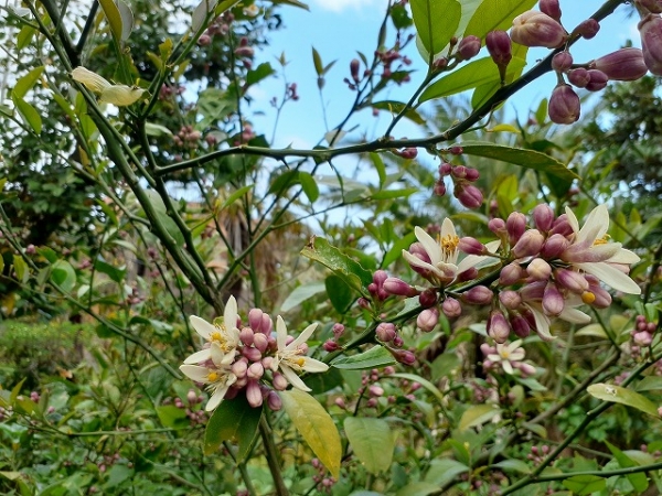 アジアンガーデン内のレモンの木