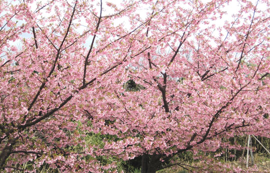 河津桜