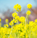 菜の花