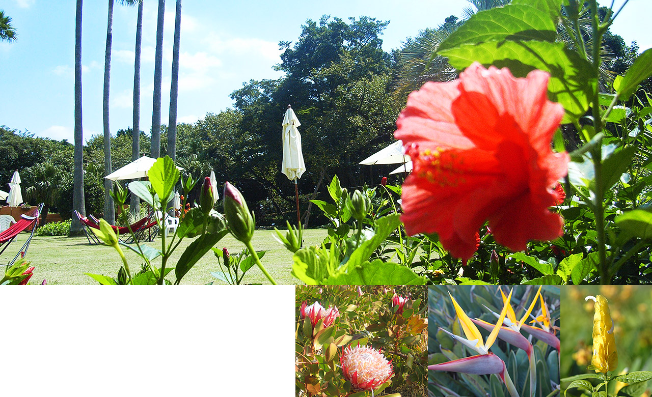 Flowers of Hatsushima