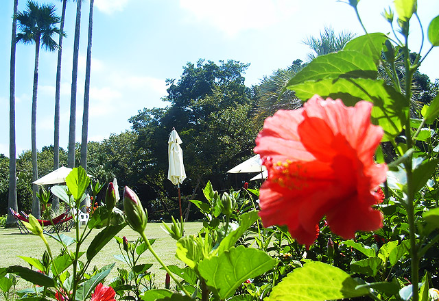 Flowers of Hatsushima